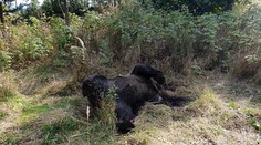 V Tatrách niekto zrazil medvedicu, takto pohodenú ju našli pri ceste