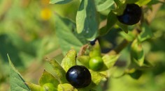 Pozor, toto nie je čučoriedka. Táto "krásavica" vás môže otráviť