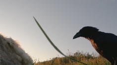 Hrôza na pastvinách: Krkavce zabíjajú čerstvo narodené jahňatá, vyžerú im mozog aj vnútornosti