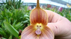 Hra prírody. Kvety vyzerajú ako živé tvory