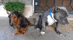 Psie oči, ktoré roztápajú srdcia. Títo „kamoši“ majú milióny fanúšikov