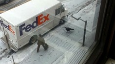 Vtipná nahánačka: Kuriéra prenasledoval agresívny moriak