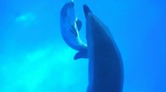 Úžasné video! Mláďa delfína skákavého prichádza na svet