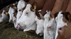 Slintačka a krívačka zatiaľ nepostihla ďalšie chovy, tvrdí minister Takáč. Nakazené zvieratá usmrcujú