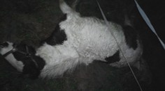 Namiesto vysokej zveri strieľal nad Starou Baštou na kone. Poľovníkovi teraz hrozí pobyt za mrežami