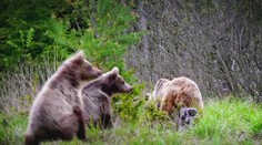 V ôsmich okresoch vyhlásili pre výskyt medveďov mimoriadnu situáciu. Od piatku sa ich počet rozšíri