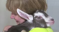 Bizarný prieskum: Kozy rozoznávajú mimiku a preferujú šťastných ľudí