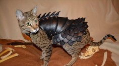 Šialené! Oblek pre mačky - bojovníčky za 360 €