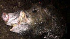 Ľudí na zastávke v Bratislave prekvapil vyše 200-kilový diviak