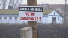 Na farme pri Komárne udrela vtáčia chrípka. Zlikvidovať musia 36-tisíc kusov hydiny