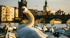VIDEO: Vybrala sa na prechádzku Prahou. Labuť si vykračovala priamo na ceste medzi autami