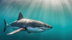 Potápanie sa mu stalo osudným. Žralok doslova roztrhal mladého rybára