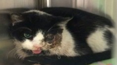 Zrazenú mačku pochoval, o päť dní si prišla pýtať žrať