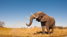 Tragédia v safari: Slon usmrtil turistu, ktorý chránil svoje vnúčatá