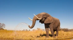 Tragédia v safari: Slon usmrtil turistu, ktorý chránil svoje vnúčatá