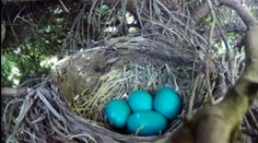 Chcel natočiť vyliahnutie vajec. Takýto záver videa nečakal