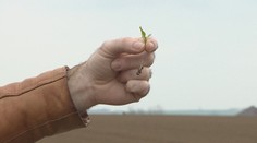 Kávu si budeme sladiť drahšie. Pestovatelia cukrovej repy hlásia najväčšie škody v histórii