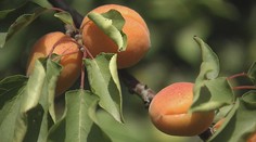 Európske sady hlásia rekordnú úrodu marhúľ! Čaká ich podobný osud, ako vlani jablká