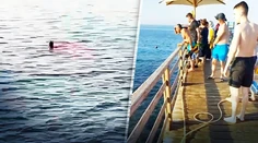 Plavčíci vysmiali ľudí, ktorí upozornili na žraloka. Typický Egypt, spamätali sa až po druhej obeti, hovorí turistka