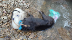 Neďaleko Púchova našli utopeného psa. Páchateľ dal sučke na hlavu igelitové vrece a hodil ju do vody