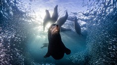 Vybrali najlepšie snímky prírody za rok 2023: Porotcov zaujala aj fotka slovenského fotografa