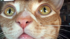 Zaujímalo vás niekedy, ako vnímajú svet mačky?