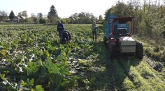 Nezastavia ich horúčavy, mrazy a ani dážď. Pestovatelia zbierajú poslednú tohtoročnú úrodu
