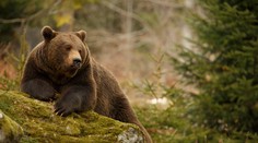 Ďalší útok medveďa: Muža napadol na prechádzke v okolí Prievidze