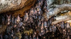 Vedci z Wu-chanu chceli v roku 2018 „vypustiť“ koronavírus medzi netopiere, tvrdia aktivisti