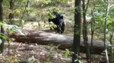 Zvečnil svojho vraha! Študenta zabil rozzúrený medveď