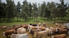 Na východe po koňoch niekto ukradol aj stádo s kravami. Škoda je v tisícoch eur