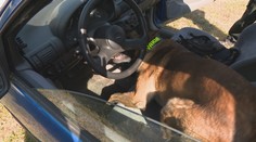 Za pár sekúnd zistia, kde sú ukryté drogy či výbušniny. Navštívili sme výcvik policajných psov