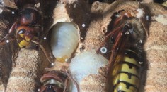 Nezvyčajný pohľad: Pozrite si fascinujúce zábery z vnútra sršnieho hniezda