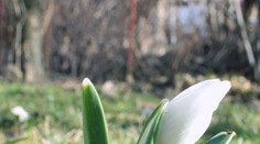 Do Tatier sa vrátila jar, dôkazom sú snežienky v nadmorskej výške 1100 m