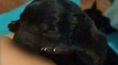 Žena dojčila šteniatko labradora a fotku zverejnila na Facebooku