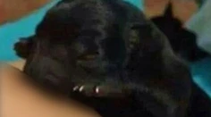 Žena dojčila šteniatko labradora a fotku zverejnila na Facebooku