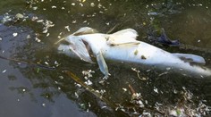 Malý Dunaj po poslednej búrke vyplavil stovky mŕtvych rýb. Prípadom sa zaoberá inšpekcia