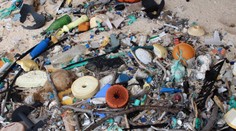 Nová štúdia šokuje: Látky v plastovom odpade menia správanie živočíchov