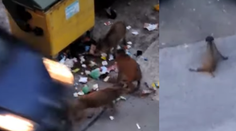 Zrazil mláďa diviaka a odišiel. To sa zranené plazilo po žilinskom sídlisku