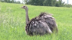 Nandu sa stratil minulý rok v lete, dodnes ho nikde nenašli