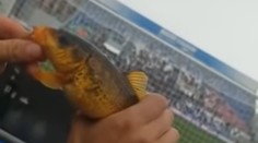 Nový virál z talianskej futbalovej súťaže: Fanúšik na zápase chytil na udicu rybu