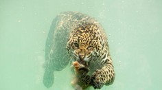 Hrozivá krása prírody. Vznikli prvé fotografie jaguára loviaceho pod vodou
