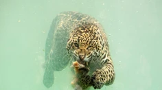 Hrozivá krása prírody. Vznikli prvé fotografie jaguára loviaceho pod vodou