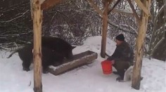 Poľovník z Krivian kŕmi diviaky z ruky