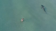 Ľudia netušili, že v ich blízkosti pláva žralok. Napínavú situáciu zachytil dron