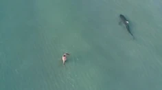 Ľudia netušili, že v ich blízkosti pláva žralok. Napínavú situáciu zachytil dron