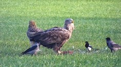 Dravému vtáctvu na Slovensku hrozí vyhynutie. Čoraz viac sa ich ocitá na záchranných staniciach