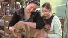 Rodine chceli otráviť psíka priamo pred očami