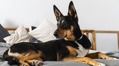 Varovanie pre majiteľov psov a mačiek. Lekár hovorí, že by sme nemali zdieľať posteľ so svojím miláčikom