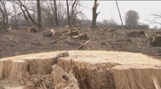 Ľudí na východe Slovenska pobúril výrub stromov, zlikvidovali ich bez povolenia